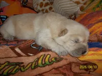 CREAM PUFF, a female Chow Chow for sale in Middleburg, FL – Photo 4 of 6