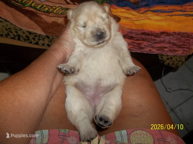 CREAM PUFF – Chow Chow puppy for sale in Middleburg, FL