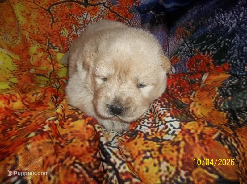 CREAM PUFF – Chow Chow puppy for sale in Middleburg, FL