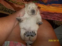 CREAM PUFF, a female Chow Chow for sale in Middleburg, FL – Photo 3 of 6