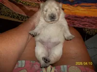 CREAM PUFF, a female Chow Chow for sale in Middleburg, FL – Photo 2 of 6