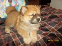 CHAYANNE, a female Chow Chow for sale in Middleburg, FL – 3 of 6