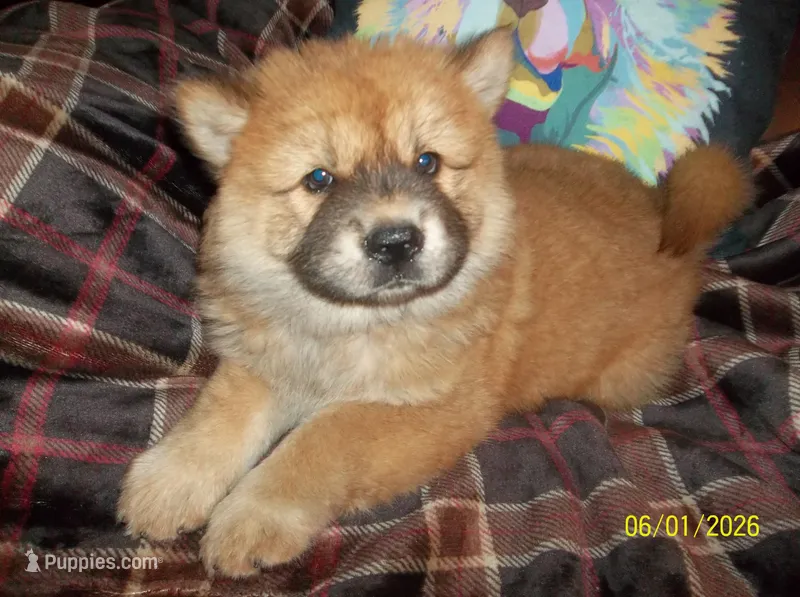 CHAYANNE – Chow Chow puppy for sale in Middleburg, FL