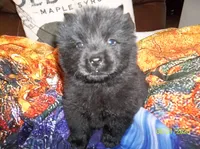 EBONY, a female Chow Chow for sale in Middleburg, FL – 2 of 3