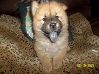POOH BEAR, a male Chow Chow for sale in Middleburg, FL – 1 of 4