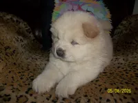 AVALANCHE, a male Chow Chow for sale in Middleburg, FL – 3 of 4