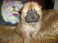 NALA, a female Chow Chow for sale in Middleburg, FL – 2 of 4
