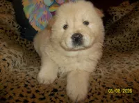 SNOW WHITE, a female Chow Chow for sale in Middleburg, FL – 2 of 3