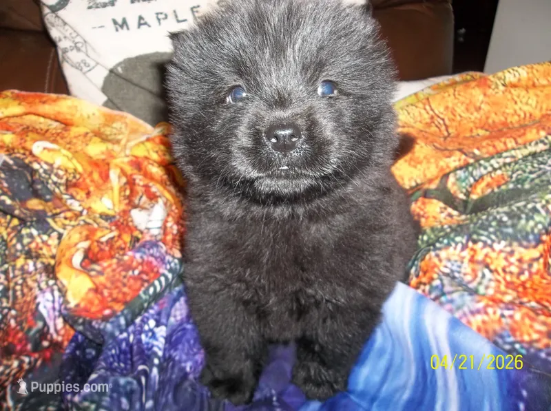 EBONY – Chow Chow puppy for sale in Middleburg, FL