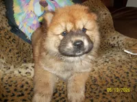 MARIAH, a female Chow Chow for sale in Middleburg, FL – 3 of 4