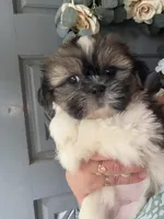 baetoven, a male Shih Tzu for sale in Marysville, CA – 4 of 10