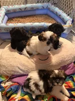 hampton , a male Shih Tzu for sale in Marysville, CA – 4 of 10