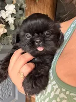 coal, a male Shih Tzu for sale in Marysville, CA – 6 of 10