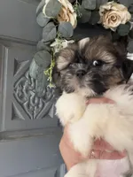 baetoven, a male Shih Tzu for sale in Marysville, CA – 3 of 10