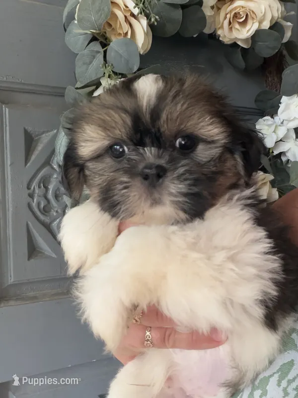 baetoven – Shih Tzu puppy for sale in Marysville, CA