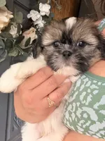 baetoven, a male Shih Tzu for sale in Marysville, CA – 5 of 10