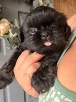 coal, a male Shih Tzu for sale in Marysville, CA – 4 of 10