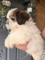 snoopy, a male Shih Tzu for sale in Marysville, CA – 6 of 10