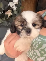 snoopy, a male Shih Tzu for sale in Marysville, CA – 3 of 10