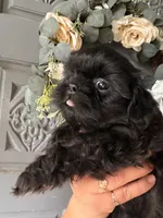 coal, a male Shih Tzu for sale in Marysville, CA – 5 of 10
