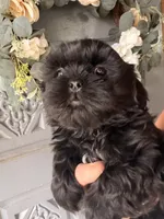 hampton , a male Shih Tzu for sale in Marysville, CA – 2 of 10