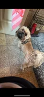 hampton , a male Shih Tzu for sale in Marysville, CA – 9 of 10