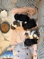 harlem , a male Shih Tzu for sale in Marysville, CA – 7 of 10
