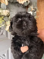 hampton , a male Shih Tzu for sale in Marysville, CA – 6 of 10