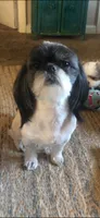 coal, a male Shih Tzu for sale in Marysville, CA – 7 of 10