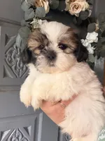snoopy, a male Shih Tzu for sale in Marysville, CA – 1 of 10