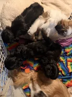 hampton , a male Shih Tzu for sale in Marysville, CA – 8 of 10