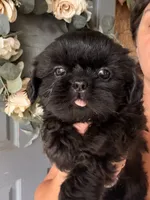 coal, a male Shih Tzu for sale in Marysville, CA – 1 of 10