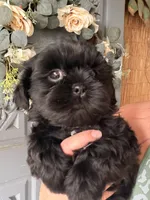 hampton , a male Shih Tzu for sale in Marysville, CA – 3 of 10