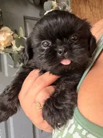 coal, a male Shih Tzu for sale in Marysville, CA – 3 of 10