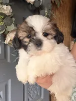 snoopy, a male Shih Tzu for sale in Marysville, CA – 7 of 10
