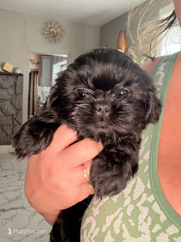 harlem  – Shih Tzu puppy for sale in Marysville, CA