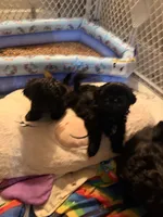 harlem , a male Shih Tzu for sale in Marysville, CA – 2 of 10