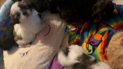 harlem , a male Shih Tzu for sale in Marysville, CA – 8 of 10