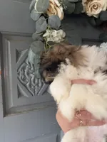 baetoven, a male Shih Tzu for sale in Marysville, CA – 2 of 10