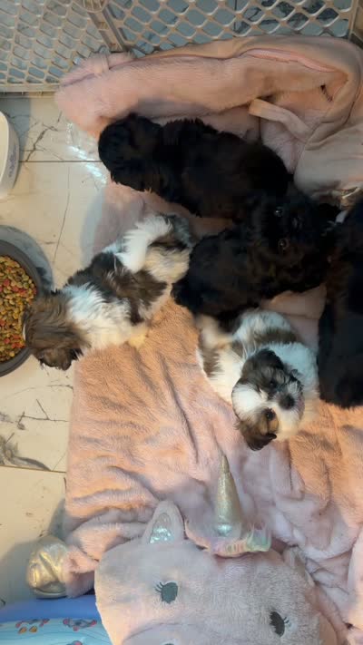 harlem , a male Shih Tzu for sale in Marysville, CA – 10 of 10