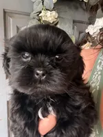 hampton , a male Shih Tzu for sale in Marysville, CA – 1 of 10