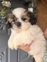 snoopy, a male Shih Tzu for sale in Marysville, CA – 5 of 10
