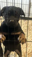 Foxy, a female Rottweiler and Cane Corso for sale in Fall River, MA – 5 of 5