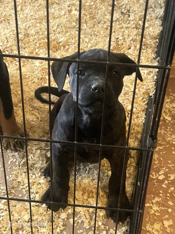 Roxy – Rottweiler, Cane Corso puppy for sale in Fall River, MA