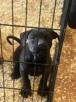 Roxy, a female Rottweiler and Cane Corso for sale in Fall River, MA – 2 of 2