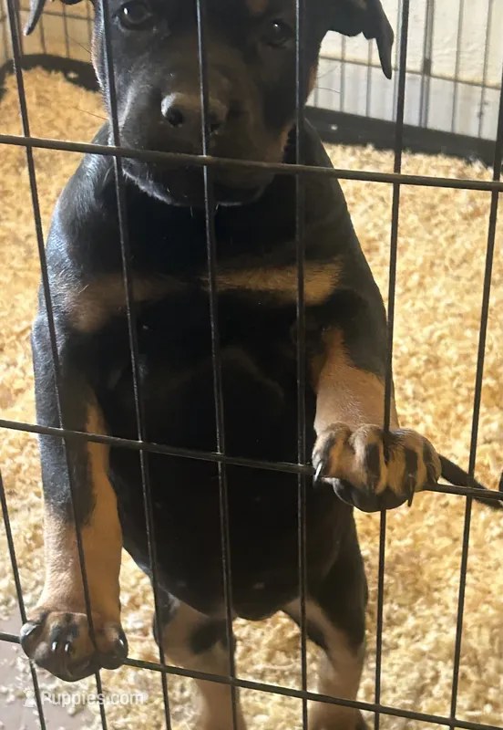 Foxy – Rottweiler, Cane Corso puppy for sale in Fall River, MA