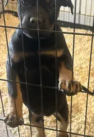Foxy, a female Rottweiler and Cane Corso for sale in Fall River, MA – 1 of 5