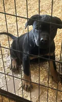 Foxy, a female Rottweiler and Cane Corso for sale in Fall River, MA – 2 of 5