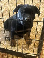 Foxy, a female Rottweiler and Cane Corso for sale in Fall River, MA – 3 of 5