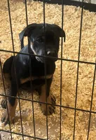 Foxy, a female Rottweiler and Cane Corso for sale in Fall River, MA – 4 of 5